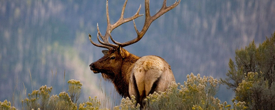 December Leases Sales Raise Wildlife Concerns