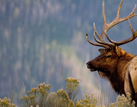 December Leases Sales Raise Wildlife Concerns
