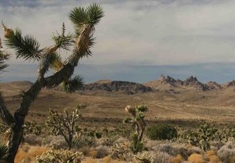 Restore Hunting in Castle Mountains National Monument