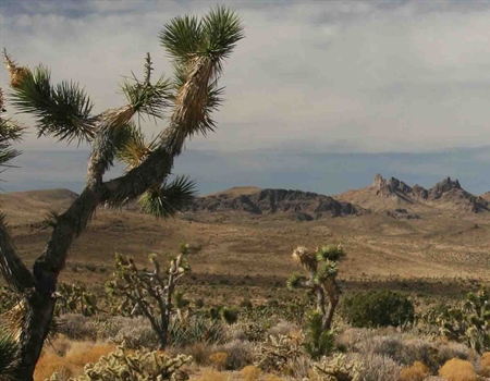 Restore Hunting in Castle Mountains National Monument