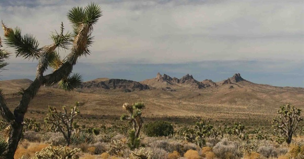 Restore Hunting in Castle Mountains National Monument
