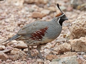 Black Gap WMA Expansion