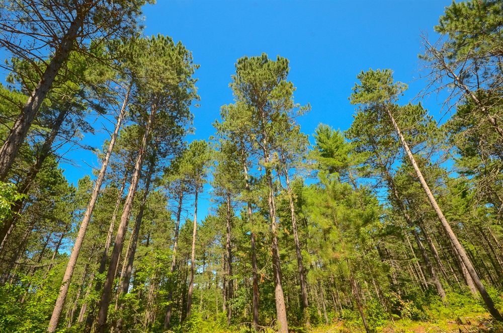 WIBHA - Action Alert - Help Protect Wisconsin's Roadless Areas