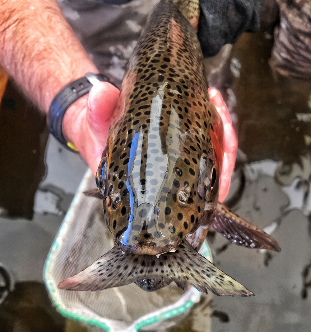 Nevada Chapter helps NDOW with spawning event