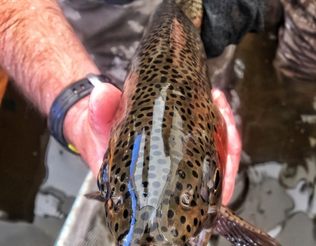 Nevada Chapter helps NDOW with spawning event