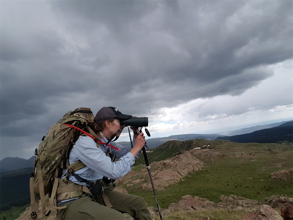 Bighorn Observation Volunteers Needed Colorado BHA