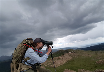 Bighorn Observation Volunteers Needed Colorado BHA