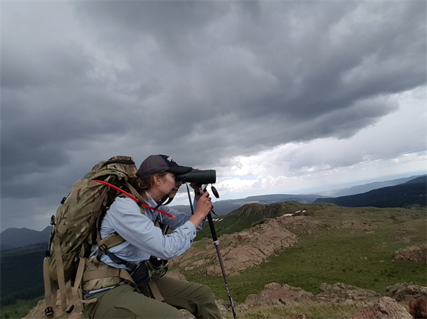 Bighorn Observation Volunteers Needed Colorado BHA