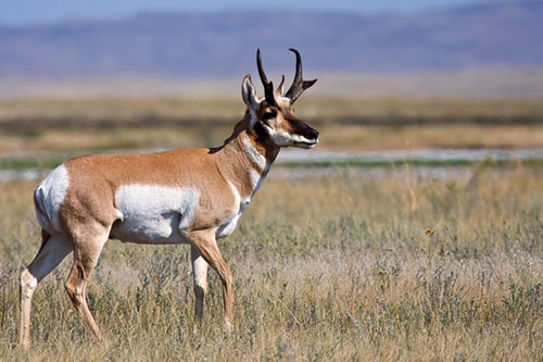 NMDGF Overhauls Antelope Tag System