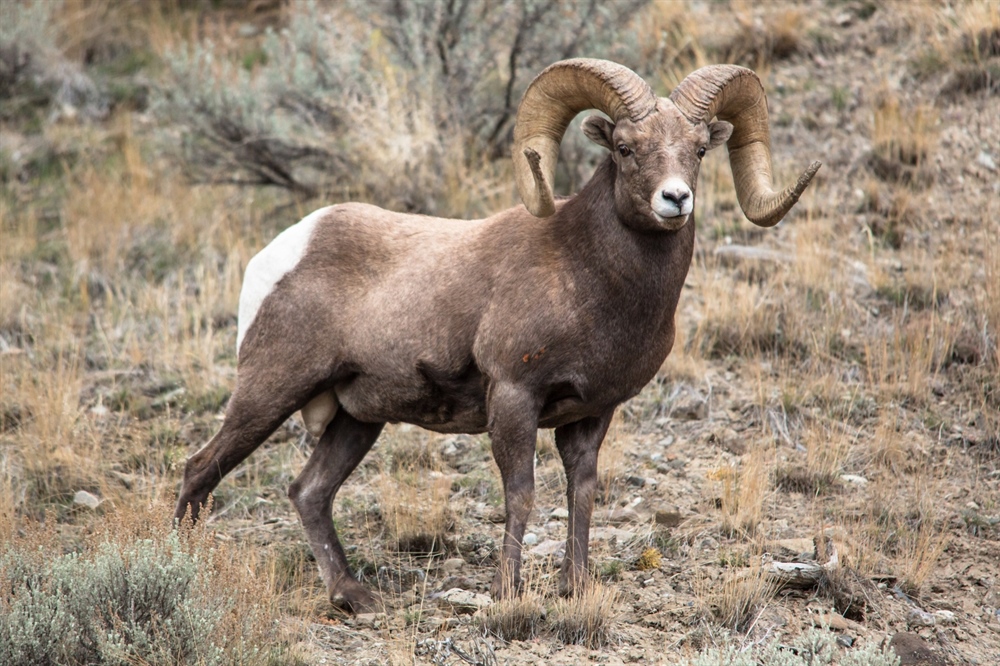 Interior Proposes Conserving Bighorn Habitat in Wyoming