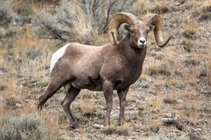 Interior Proposes Conserving Bighorn Habitat in Wyoming