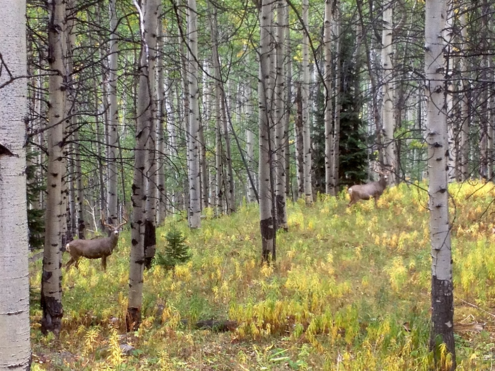 A Big Win for Sportsmen and Wildlife in Colorado
