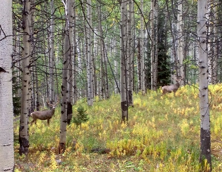 A Big Win for Sportsmen and Wildlife in Colorado