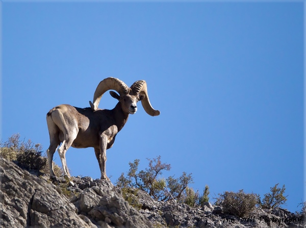 Nevada BHA Comments on Proposed Removal of Wilderness Protections on Desert National Wildlife Refuge