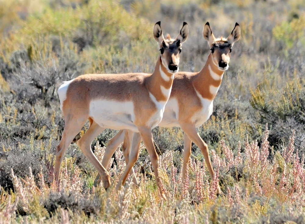 Big-Game Migration Corridors Receive  Special Consideration Under Interior Plan