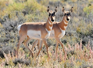 Big-Game Migration Corridors Receive  Special Consideration Under Interior Plan