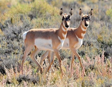 Big-Game Migration Corridors Receive  Special Consideration Under Interior Plan