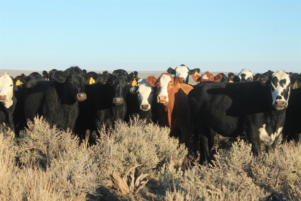 BHA Responds to Dismissal of Charges Against Bundys  in Nevada Standoff