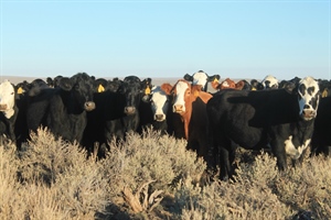 BHA Responds to Dismissal of Charges Against Bundys  in Nevada Standoff