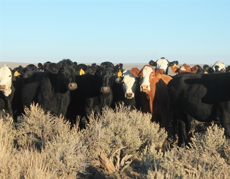 BHA Responds to Dismissal of Charges Against Bundys  in Nevada Standoff
