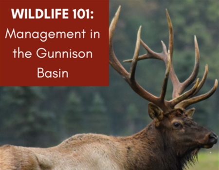 Wildlife 101: Introduction to Wildlife Conservation and Management
