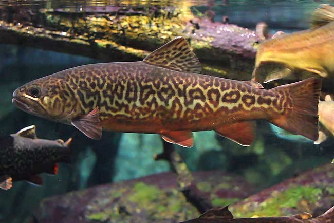 Alberta BHA Comments on North Central Native Trout Recovery Plan