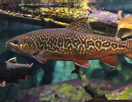Alberta BHA Comments on North Central Native Trout Recovery Plan