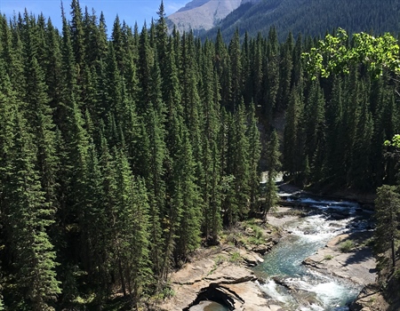 Letter on The Bighorn Wildland Park