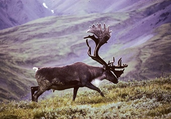 The Arctic National Wildlife Refuge: The Epitome of Remoteness