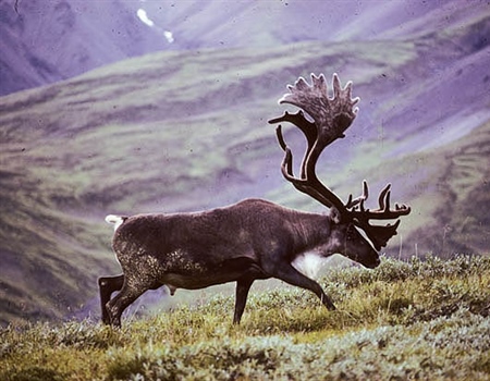 The Arctic National Wildlife Refuge: The Epitome of Remoteness