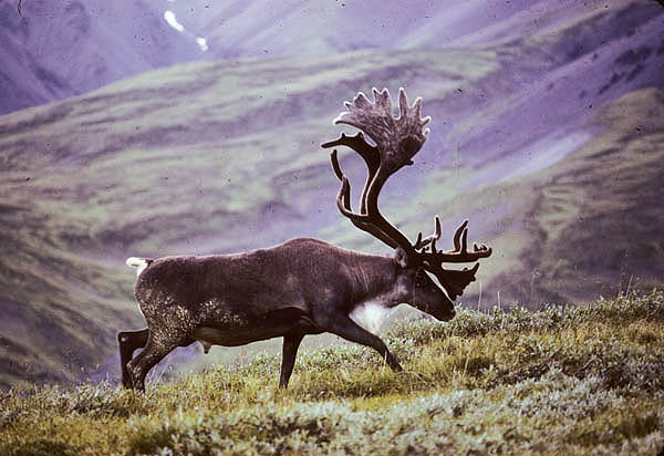 The Arctic National Wildlife Refuge: The Epitome of Remoteness