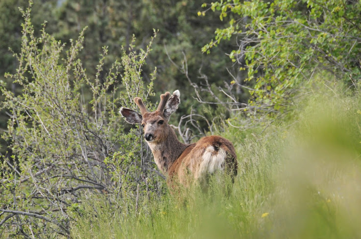 Colorado BHA Comments on White River Field Office TMP