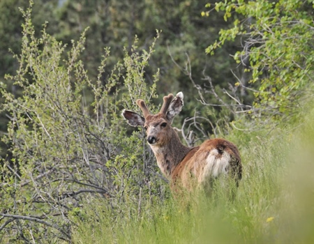 Colorado BHA Comments on White River Field Office TMP