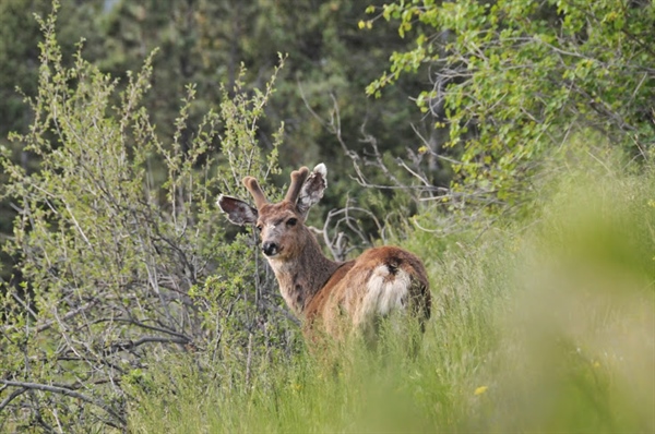 Colorado BHA Comments on White River Field Office TMP