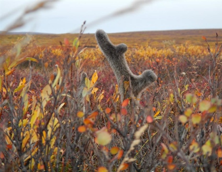 Alaska BHA Summer 2016 Update