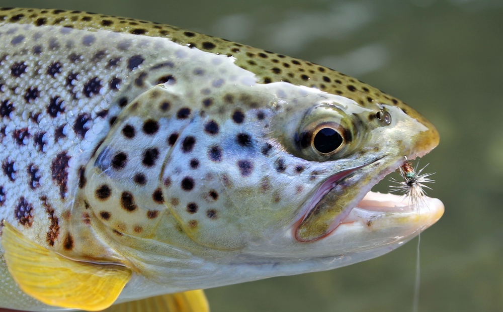 High and Dry: New Mexican Anglers Lose Walk-and-Wade Access Through Private Lands