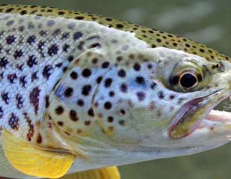 High and Dry: New Mexican Anglers Lose Walk-and-Wade Access Through Private Lands