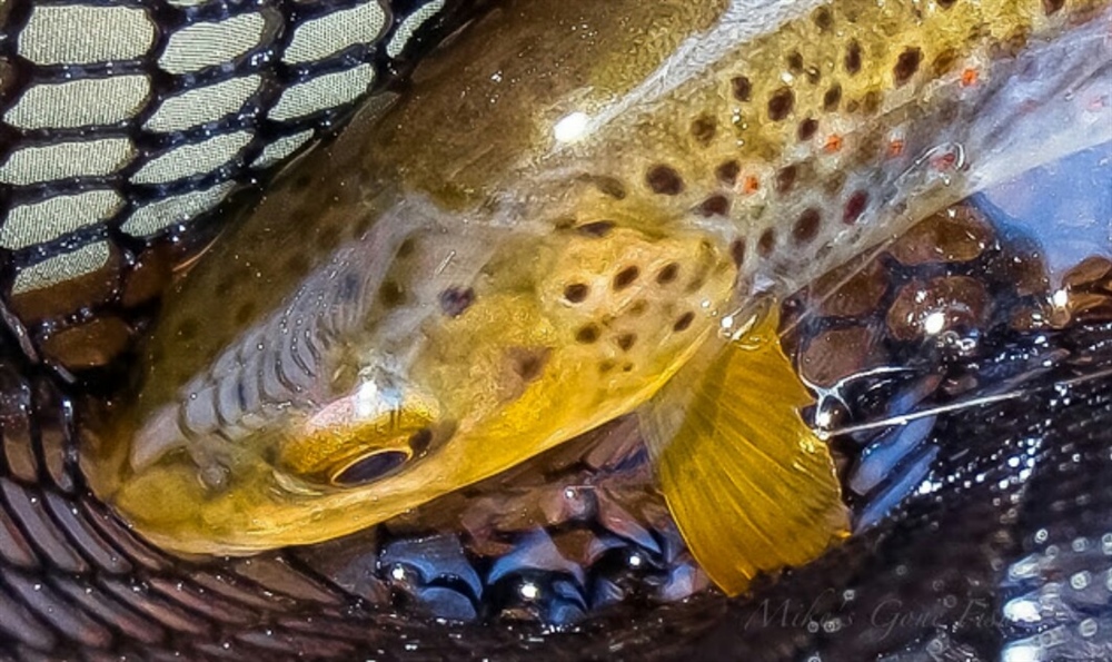 Legislature vs. Supreme Court: Utah’s Complicated Battle Over Stream Beds and Fishing Access