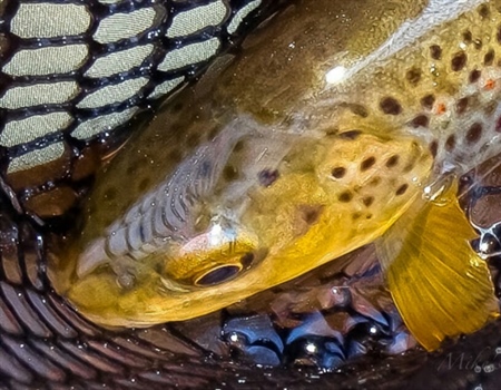 Legislature vs. Supreme Court: Utah’s Complicated Battle Over Stream Beds and Fishing Access