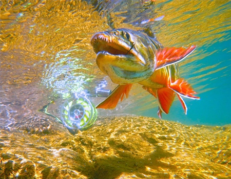 Backcountry Hunters & Anglers 2015 Photo Contest Submissions