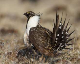 Speak up now to conserve Western sagebrush steppe habitat!