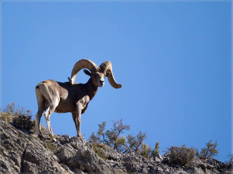 Nevada BHA Spring 2016 Update