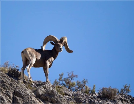 Nevada BHA Spring 2016 Update