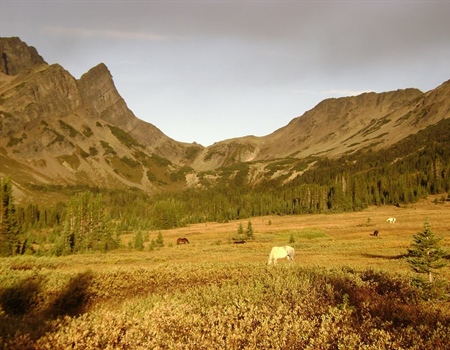 British Columbia BHA Spring 2016 Update
