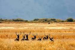 Sportsmen Call for Patience, Law and Order on Pubic Lands in Oregon
