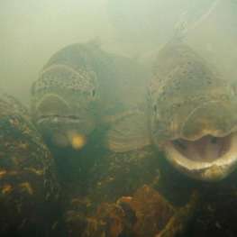 A Fish Tale