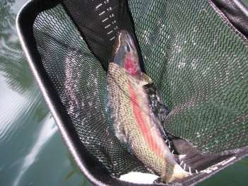 Keeping Fish Alive