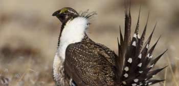 New Poll Shows Western Sportsmen See Greater Sage-Grouse Conservation as Important