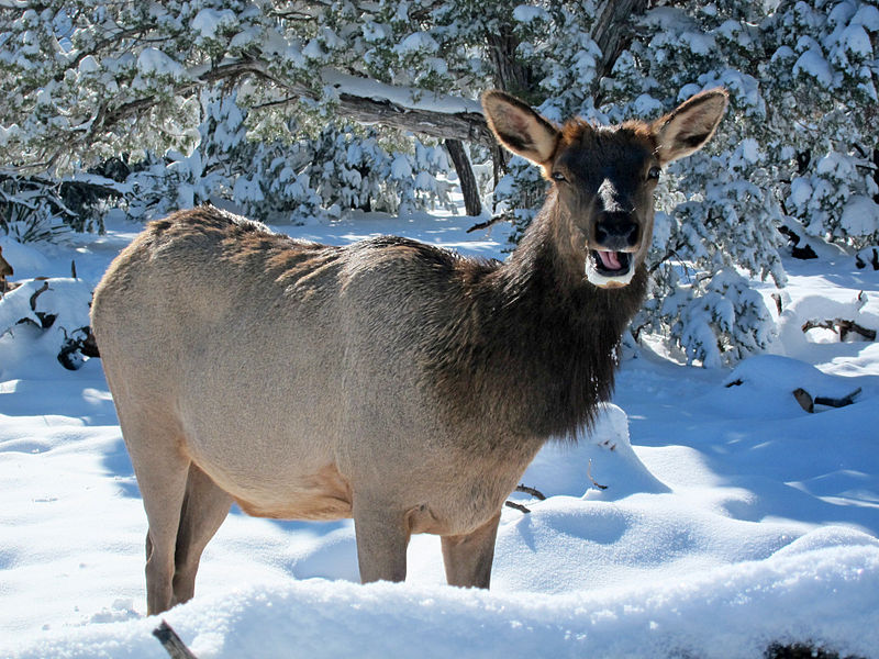New Video Highlights Importance of Wilderness for Wildlife