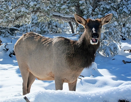 New Video Highlights Importance of Wilderness for Wildlife